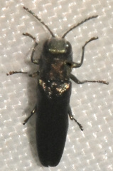 Agrilus anxius