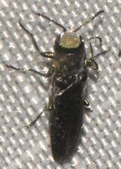 Agrilus anxius