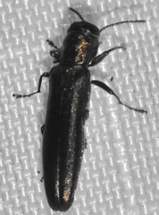 Agrilus anxius