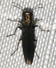 Agrilus anxius