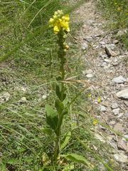 Verbascum thapsus crassifolium