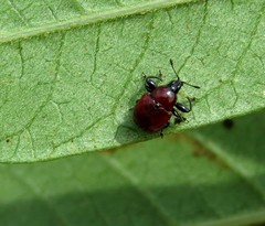 Attelabinae
