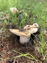 Russula adusta