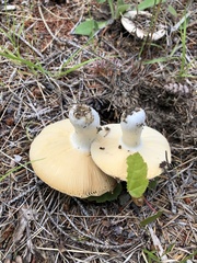 Russula adusta