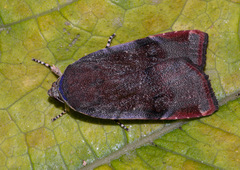Noctua janthina