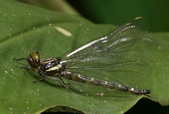 Gomphomacromia fallax