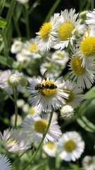 Parancistrocerus pedestris