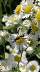 Parancistrocerus pedestris