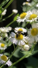 Parancistrocerus pedestris