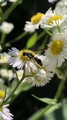 Parancistrocerus pedestris