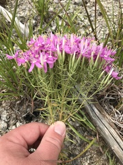 Zeltnera beyrichii