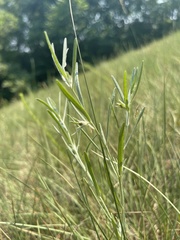 Magnoliopsida