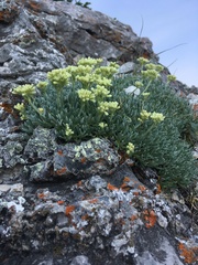 Eriogonum androsaceum