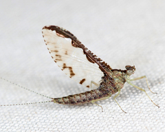 Callibaetis pretiosus