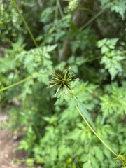 Bidens cynapiifolia