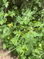 Bidens cynapiifolia