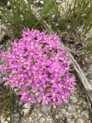 Zeltnera beyrichii