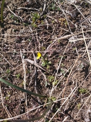 Crocidium multicaule
