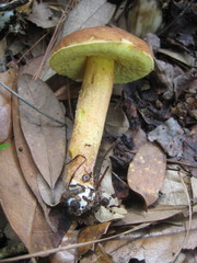 Hemileccinum rubropunctum