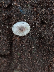 Leucocoprinus