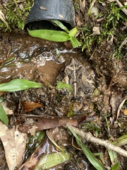 Lithobates palustris