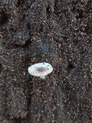 Leucocoprinus