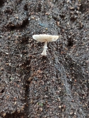 Leucocoprinus