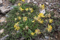 Anthyllis vulneraria alpestris