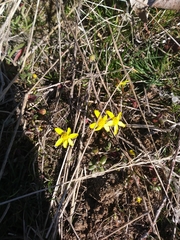 Crocidium multicaule