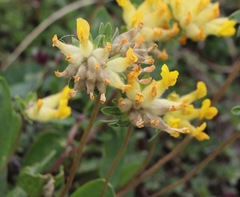 Anthyllis vulneraria alpestris