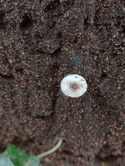 Leucocoprinus