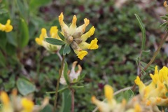 Anthyllis vulneraria alpestris