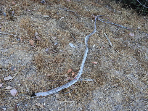 photo of Colubrine Snakes (Colubrinae)