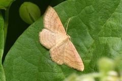 Idaea rufaria
