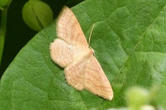 Idaea rufaria