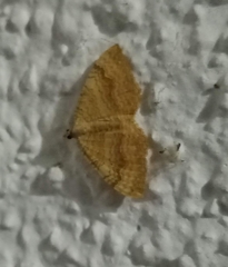 Camptogramma