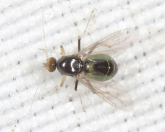 Stilobezzia antennalis