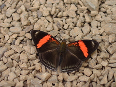 Adelpha lycorias