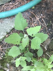 Chenopodium album