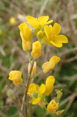 Paysonia lescurii