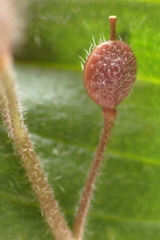 Paysonia lescurii