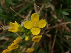 Paysonia lescurii