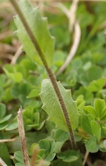 Paysonia lescurii