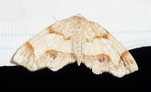Probole alienaria