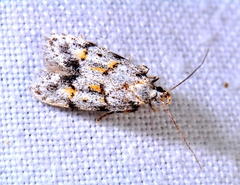 Symmoca signatella