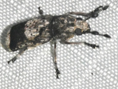 Ozotomerus japonicus