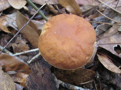 Hemileccinum rubropunctum