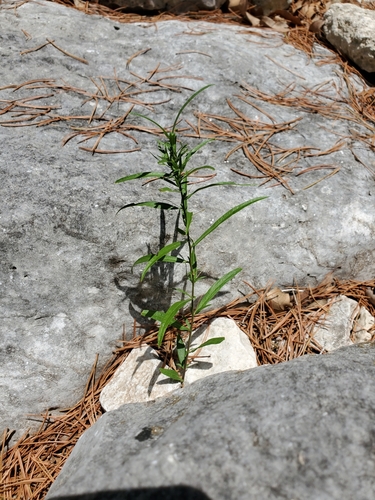 Pombalia verticillata, photograph 6