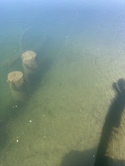 Micropterus dolomieu