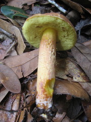 Hemileccinum rubropunctum